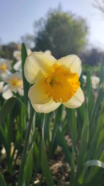 Çiçek açan narsisli kıvırcık. Çiçek açan nergis çiçekleri, yeşil saplı sarı yapraklar ve güneşli bahar günlerinde yaprakları büyüyen mantarlar. Seçici üreme. Dikey