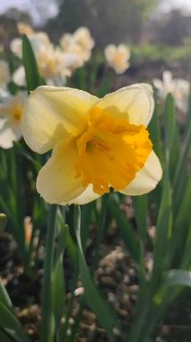 Çiçek açan narsisli kıvırcık. Çiçek açan nergis çiçekleri, yeşil saplı sarı yapraklar ve güneşli bahar günlerinde yaprakları büyüyen mantarlar. Seçici üreme. Dikey