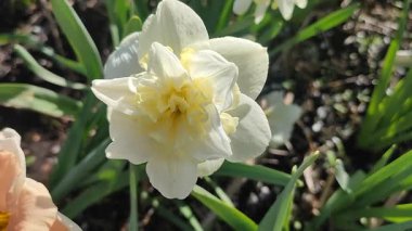 Güzel narsisli çiçek türü Amira yakın plan. Çiçek açan nergis çiçekleri. Güneşli bahar günlerinde yeşil yapraklarla bembeyaz çiçek açarlar. Tarım çiftçiliği