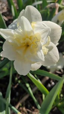 Güzel narsisli çiçek türü Amira yakın plan. Çiçek açan nergis çiçekleri, bereketli bahar günlerinde yeşil yapraklarla dolup taşar. Tarım tarımı. Dikey