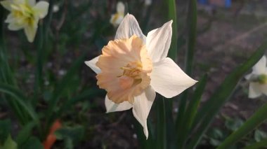 Çiçek açan nergis çiçeği yaklaş. Güneşli bahar akşamında beyaz ve pembe yapraklı narsisli çiçek. Parlayan güneş ve güneş ışınları. Bahçedeki çiçek tarhı. Değişik çiçeklerin üremesi.