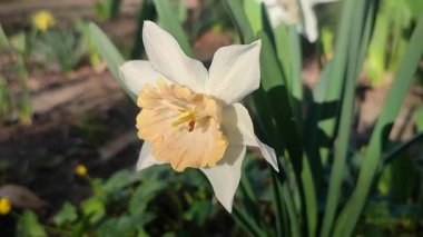 Çiçek açan nergis çiçeği yaklaş. Güneşli bahar akşamında beyaz ve pembe yapraklı narsisli çiçek. Parlayan güneş. Bahçedeki çiçek tarhı. Değişik çiçeklerin üremesi.