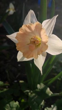 Çiçek açan nergis çiçeği yaklaş. Güneşli bir bahar akşamında beyaz ve pembe taç yapraklarıyla Narcissus. Parlayan güneş ve güneş ışınları. Bahçedeki çiçek tarhı. Dikey olarak çeşitli çiçeklerin üremesi