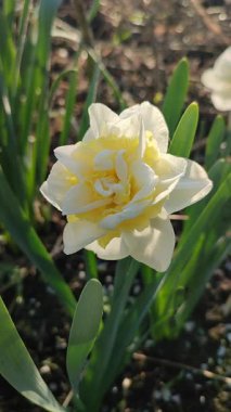 Narcissus çeşitliliğinin yeşeren çiçekleri. Yakın plan Genç Bağlılık. Çiçek açan nergis yeşil sapta beyaz ve sarı taç yaprakları ve güneşli bahar gününde yerde büyüyen yapraklar.