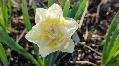 Narcissus çeşitliliğinin yeşeren çiçekleri. Yakın plan Genç Bağlılık. Çiçek açan nergis çiçekleri, yeşil sapta beyaz ve sarı yapraklar ve güneşli bahar günlerinde toprakta büyüyen yapraklar.