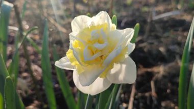 Narcissus çeşitliliğinin yeşeren çiçekleri. Yakın plan Genç Bağlılık. Çiçek açan nergis çiçekleri, yeşil sapta beyaz ve sarı yapraklar ve güneşli bahar günlerinde toprakta büyüyen yapraklar.