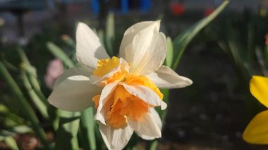 Çiçek açan nergis çiçeğinin yakın çekimi. Bahar akşamları parlayan güneşle bembeyaz ve turuncu taç yapraklarıyla çiçek açan narsistler. Çiçekli yatak. Seçici üreme çeşitliliği çiçekleri. Bahçıvanlık