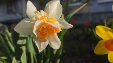Çiçek açan nergis çiçeğinin yakın çekimi. Bahar akşamları parlayan güneşle bembeyaz ve turuncu taç yapraklarıyla çiçek açan narsistler. Çiçekli yatak. Seçici üreme çeşitliliği çiçekleri. Bahçıvanlık