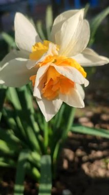 Çiçek açan nergis çiçeğinin yakın çekimi. Bahar akşamları parlayan güneşle bembeyaz turuncu taç yapraklarıyla çiçek açan narsistler. Seçici üreme çeşidi çiçek yatağı. Bahçe Dikey