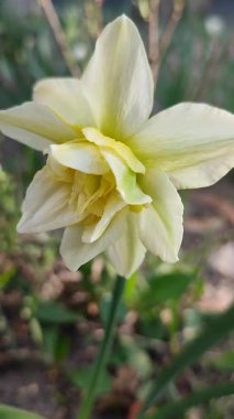 Çiçek açan nergis çiçeğinin yakın çekimi. Çiçek açan çiçek narsisleri, yeşil yapraklı yeşil şeritli beyaz taçyapraklar, güneşli bir bahar akşamında toprakta büyüyen yeşil yapraklar.