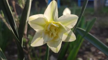Çiçek açan nergis çiçeğinin yakın çekimi. Çiçek açan çiçek narsisleri, yeşil çizgili beyaz taçyapraklar, yeşil saplı, güneşli bahar akşamlarında toprakta yetişen yapraklar.