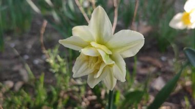 Çiçek açan nergis çiçeğinin yakın çekimi. Çiçek açan çiçek narsisleri, yeşil çizgili beyaz taçyapraklar, yeşil saplı, güneşli bahar akşamlarında toprakta yetişen yapraklar.
