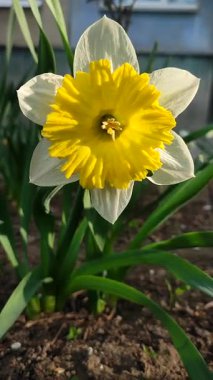 Narcissus Split Crown Yemek Tabağı. Çiçek açan nergis çiçeği, yakın plan. Yeşil sapında sarı beyaz taç yaprakları olan çiçeklerin yaprakları güneşli bir bahar akşamında bahçede büyür. Dikey