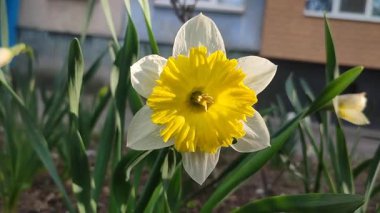 Narcissus Split Crown Yemek Tabağı. Çiçek açan nergis çiçeği, yakın plan. Çiçek açan nergis çiçeği yeşil saplı sarı beyaz taç yaprakları güneşli bahar akşamlarında bahçede yapraklar yetişiyor.