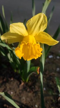 Çiçek açan çiçek narsisleri, yaklaşın. Çiçek açan nergis çiçeği yeşil saplı sarı yapraklar güneşli bahar gününde bahçede yapraklar yetişiyor. Bahçecilik çiçeği. Dikey