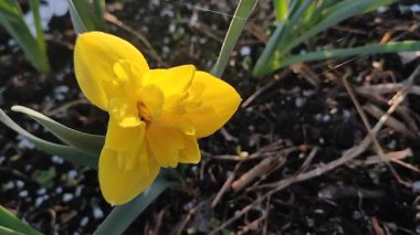 Sarı küçük nergis. Çiçek açan nergis çiçekleri, sarı yapraklar ve güneşli bir bahar sabahı kara toprakta yetişen yeşil yapraklar. Çiçekli yatak. Seçim çeşitliliği çiçekleri.