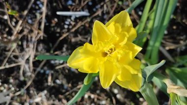 Sarı küçük nergis. Çiçek açan nergis çiçekleri, sarı yapraklar ve güneşli bir bahar sabahı kara toprakta yetişen yeşil yapraklar. Çiçekli yatak. Seçim çeşitliliği çiçekleri.