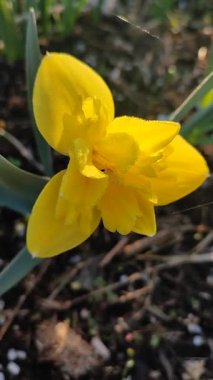 Sarı küçük nergis. Çiçek açan narsisli çiçek. Sarı yapraklar ve yeşil yapraklar güneşli bir bahar sabahı kara toprakta büyüyor. Çiçekli yatak. Seçim üreme çeşitliliği dikey