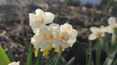 Küçük güzel çiçekler narsislerin yakın çekimi. Çiçek açan nergis çiçeği, beyaz ve turuncu taç yapraklarıyla bahçedeki güneşli bahar gününde yeşil sapta yetişiyor. Seçici üreme çiçeği