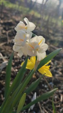 Küçük çiçekler narsisleri yakından çeker. Çiçek açan nergis çiçeği, beyaz ve turuncu taç yapraklarıyla bahçedeki güneşli bahar gününde yeşil sapta yetişiyor. Dikey olarak çiçek yetiştirme seçimi