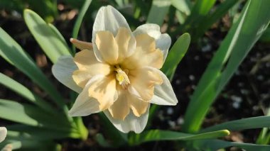 Çiçek çeşitliliği narsisleri yakın plan. Çiçek açan nergis, beyaz turuncu taç yapraklarıyla dolgunluk, yeşil saplı mantarlar, güneşli bahar günlerinde kara toprakta yetişen yapraklar.
