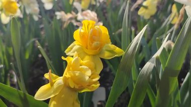 Çiçek açan güzel nergis çiçekleri. Bahçe bahçesinde sarı taç yaprakları ve yeşil yapraklarla açan narsis çiçeği. Güneşli bahar gününde. Çiçek seçimi. Tarım çiftçiliği.
