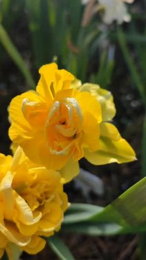 Çiçek açan güzel nergis çiçekleri. Bahçe bahçesinde sarı taç yaprakları ve yeşil yapraklarla açan narsisler. Güneşli bahar gününde. Seçici üreme çiçeği. Dikey Tarım Bahçeciliği