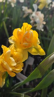 Çiçek açan güzel nergis çiçekleri. Bahçe bahçesinde sarı taç yaprakları ve yeşil yapraklarla açan narsisler. Güneşli bahar gününde. Seçici üreme çiçeği. Dikey Tarım Bahçeciliği