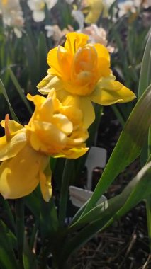 Çiçek açan güzel nergis çiçekleri. Bahçe bahçesinde sarı taç yaprakları ve yeşil yapraklarla açan narsisler. Güneşli bahar gününde. Seçici üreme çiçeği. Dikey Tarım Bahçeciliği