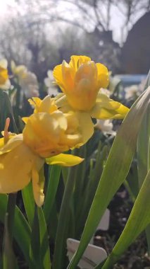 Çiçek açan güzel nergis çiçekleri. Bahçe bahçesinde sarı taç yaprakları ve yeşil yapraklarla açan narsisler. Güneşli bahar gününde. Seçici üreme çiçeği. Dikey Tarım Bahçeciliği