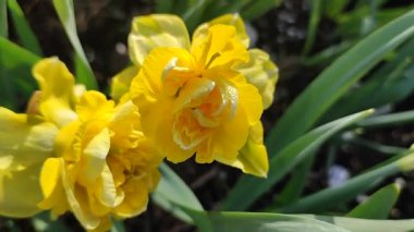 Çiçek açan güzel nergis çiçekleri. Bahçe bahçesinde sarı taç yaprakları ve yeşil yapraklarla açan narsis çiçeği. Güneşli bahar gününde. Çiçek seçimi. Tarım çiftçiliği.