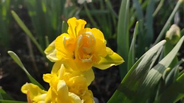 Çiçek açan güzel nergis çiçekleri. Bahçe bahçesinde sarı taç yaprakları ve yeşil yapraklarla açan narsis çiçeği. Güneşli bahar gününde. Çiçek seçimi. Tarım çiftçiliği.