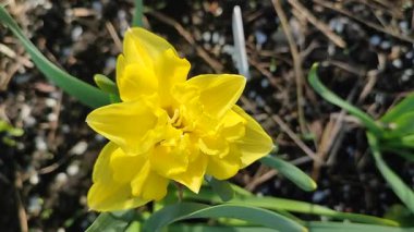 Sarı küçük nergis. Çiçek açan nergis çiçekleri, sarı yapraklar ve güneşli bir bahar sabahı kara toprakta yetişen yeşil yapraklar. Çiçekli yatak. Seçim çeşitliliği çiçekleri.