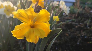 Güneşli bahar gününde çiçek açan narsis çiçeği. Narsisli çeşitli Altın Disk çiçekleri. Birçok sarı taç yaprakları çiçek tarhında yetişen yeşil sapta toplanır.