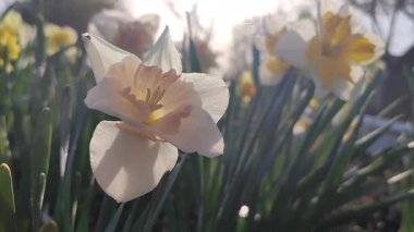 Çiçek açan narsisli çiçek. Çiçek açan nergisler, yeşil sapta beyaz ve pembe taç yaprakları ve güneşli bahar sabahlarında büyüyen yapraklar. Tarım ve bahçıvanlık
