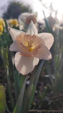 Çiçek açan narsisli çiçek. Çiçek açan nergisler yeşil sapta beyaz ve pembe taç yaprakları ve güneşli bahar sabahlarında yapraklar büyüyor. Dikey Tarım Bahçeciliği