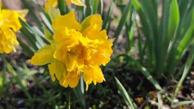 Çiçeklenen nergis çiçeğinin güzel çiçek açması. Çiçek açan nergis çiçeği. Güneşli bahar günlerinde yeşil sapta sarı yapraklar yetişiyor. Seçici üreme çiçeği