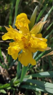 Çiçeklenen nergis çiçeğinin güzel çiçek açması. Çiçek açan nergis, güneşli bahar günlerinde yeşil sapta büyüyen sarı yapraklı. Dikey olarak çiçek yetiştirme seçimi