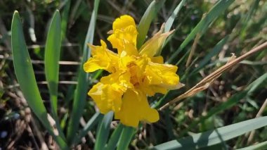 Çiçeklenen nergis çiçeğinin güzel çiçek açması. Çiçek açan nergis çiçeği. Güneşli bahar günlerinde yeşil sapta sarı yapraklar yetişiyor. Seçici üreme çiçeği