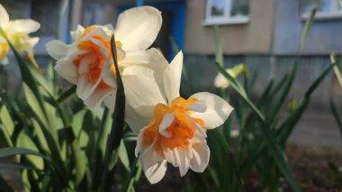 Narcissus çeşitliliğinin güzel çiçekleri yakın plan Gül Bulutu. Çiçek açan narsisli çiçek, beyaz ve sarı taç yapraklı, yeşil yapraklı, güneşli bahar gününde toprakta büyüyen.