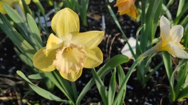 Güzel çiçek açan nergis çiçeği, yakın plan. Çiçek açan nergis çiçeği yeşil saplı sarı yapraklar ve güneşli bahar akşamlarında toprakta büyüyen yapraklar. Çiçekli yatak. Çiçek seçimi. Bahçıvanlık