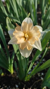 Çiçek çeşitliliği narsisleri yakın plan. Çiçekli nergis, beyaz turuncu taç yapraklarıyla dolgunluk, yeşil saplı mantarlar ve güneşli bahar gününde bahçedeki toprakta yetişen yapraklar.
