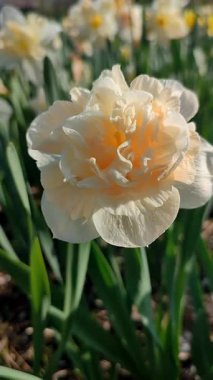 Narsislerin çiçek açan çeşidi Çiçek Sürprizi. Yeşil saplı beyaz ve pembe yapraklı nergisler ve güneşli bir bahar sabahı kara toprakta büyüyen yapraklar. Seçici üreme. Dikey