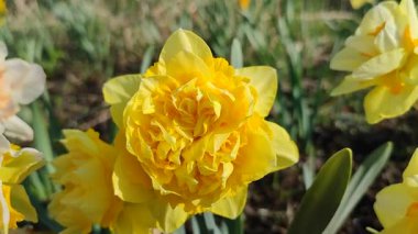Beautiful blooming narcissus flower on sunny spring day. Varietal flower of narcissus variety Dick Wilden. Many yellow petals collected in inflorescence on green stem with leaves growing in flower bed