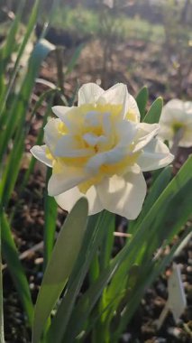 Narcissus çeşitliliğinin yeşeren çiçekleri. Yakın plan Genç Bağlılık. Çiçek açan nergis yeşil sapta beyaz ve sarı taç yaprakları ve güneşli bahar gününde yerde büyüyen yapraklar.