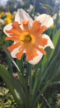 Narcissus Shrike çeşitliliğinin çiçek açması. Parlak turuncu taç yaprakları beyaz yapraklar yeşil saplar bahçede güneşli bir bahar günü. Çiçeklerin seçilmesi ve üremesi. Dikey