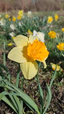 Narcissus 'un çeşitli renklerinde çiçek açan güzel bir çiçek. Çiçek açan nergis çiçeği, yeşil sapında sarı taç yaprakları, güneşli bahar gününde toprakta büyüyen yapraklar.