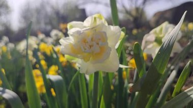 Çiçeklenen narsislerin çiçek açması yakın plan. Çiçek açan nergis çiçekleri yeşil saplı beyaz ve sarı yapraklar ve güneşli bahar günlerinde toprakta büyüyen yapraklar. Seçim üretimi