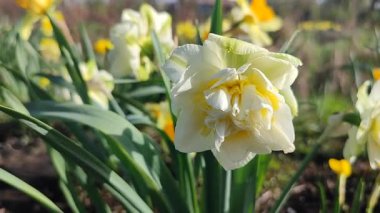Çiçeklenen narsislerin çiçek açması yakın plan. Çiçek açan nergis çiçekleri yeşil saplı beyaz ve sarı yapraklar ve güneşli bahar günlerinde toprakta büyüyen yapraklar. Seçim üretimi