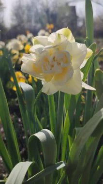 Çiçeklenen narsislerin çiçek açması yakın plan. Çiçek açan nergis çiçekleri yeşil saplı beyaz ve sarı yapraklar ve güneşli bahar günlerinde toprakta büyüyen yapraklar. Dikey Seçim